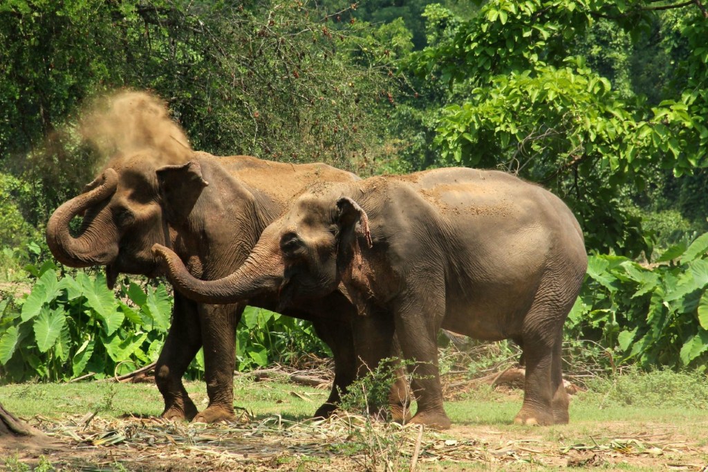 🐘 One Day Trip Kanchanaburi: Relaxed Visit to Elephants World with a Private Car &&nbsp;Driver